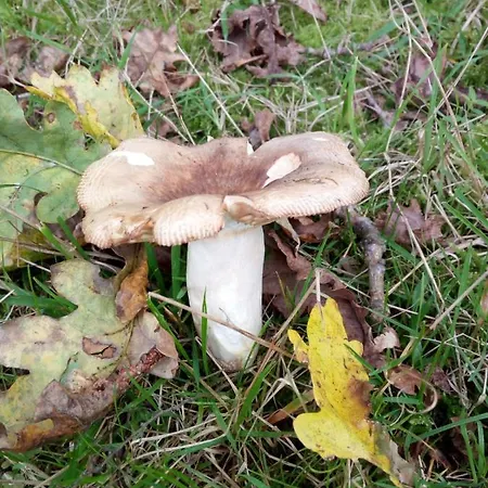 Casa Pepin - Sagasta Rural منزل ريفي